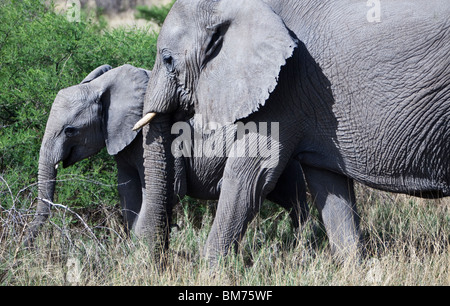 La Namibie,Owamboland,éléphants (Loxodonta africana) dans le Parc National d'Etosha Banque D'Images