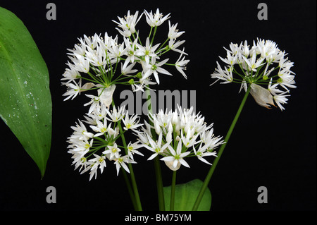 L'ail des ours Allium ursinum Ramsons aussi connu comme buckrams, ail à larges feuilles, bois de l'ail, sremuš ou ail des ours Banque D'Images