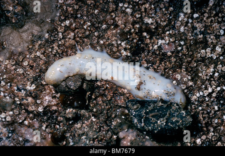 Cornichon de mer (Pawsonia ( = Cucumaria) saxicola) découverte à marée basse UK Banque D'Images