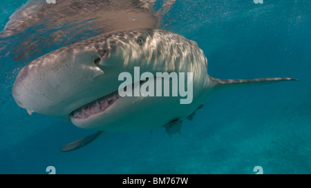 Requin citron Negaprion brevirostris Bahamas Antilles Britanniques Banque D'Images