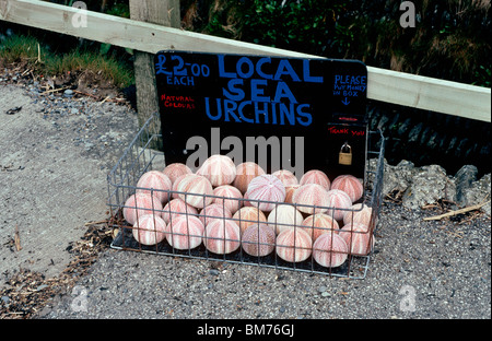 Ou commune oursin comestible (Echinus esculentus) tests pour la vente Banque D'Images