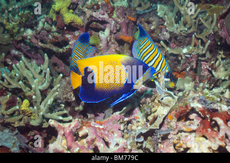 Blue-girdled angelfish Pomacanthus navarchus () et Regal angelfish (Pygoplites diacanthus) se nourrissent de coraux. Banque D'Images