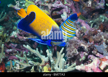 Blue-girdled angelfish Pomacanthus navarchus () et Regal angelfish (Pygoplites diacanthus) se nourrissent de coraux. Banque D'Images