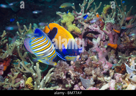 Blue-girdled angelfish Pomacanthus navarchus () et Regal angelfish (Pygoplites diacanthus) se nourrissent de coraux. Banque D'Images