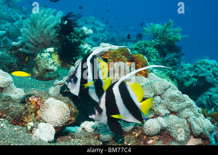 Petit bannerfish (Heniochus acuminatus). Bali, Indonésie. Indo-pacifique. Banque D'Images