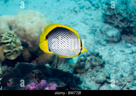 Papillons à dos noir (Chaetodon melannotus). L'Egypte, Mer Rouge. Banque D'Images