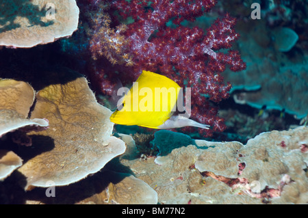 Papillons bec long (Forcipiger flavissimus). La mer d'Andaman, en Thaïlande. Banque D'Images