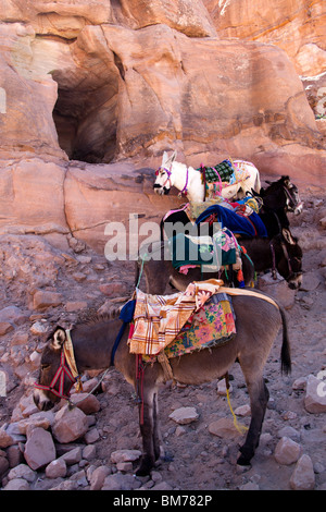 Les ânes se reposant dans l'ombre à Pétra (Jordanie), en attente de l'appel de touristes fatigués Banque D'Images