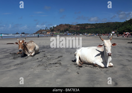 Les vaches sur la plage au nord de Goa, à Arambol Goa State, de l'Inde. Banque D'Images