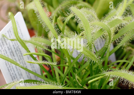 Drosera capensis - Cape Sundew Brookfields garden centre, Nottingham Banque D'Images