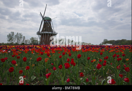 Moulin à vent hollandais historique de Zwaan Island avec champ de tulipes au premier plan festival Holland Michigan un jardin public aux États-Unis horizontal haute résolution Banque D'Images