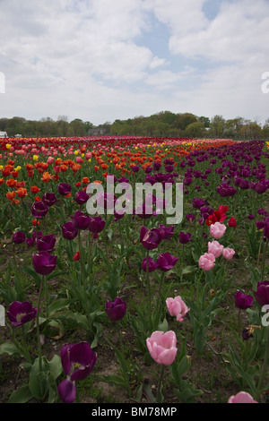 Champ mixte multicolore de tulipes dans Holland Michigan jardin public no nobody low angle hi-res Banque D'Images