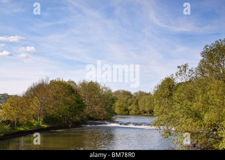 River Exe à Exeter, Devon bordée d'arbres des deux côtés près de millers crossing Banque D'Images