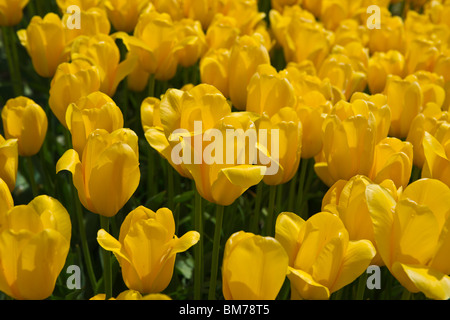 Tulip Time festival Dutch Holland Michigan aux États-Unis Blooming Yellow MRS JT Scheep n un jardin fleuri Holland Michigan haute résolution Banque D'Images