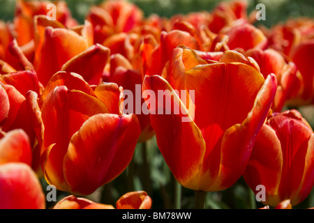 Rétroéclairé bouquet de tulipes jaunes et rouges Oxford Elite culture en Hollande Michigan arrière-plan flou personne horizontal USA US haute résolution Banque D'Images