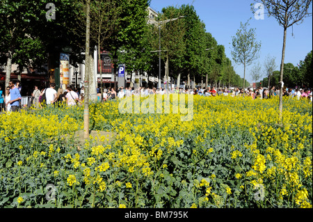 Voir Nature Capitale, Champs Elysées, Paris, France Banque D'Images