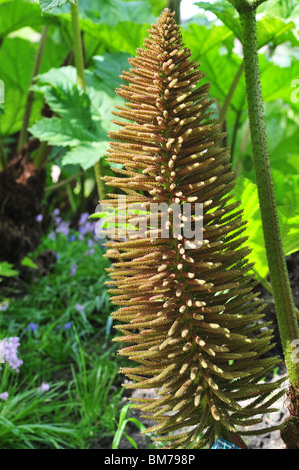 Gunnera manicata, rhubarbe géante ou Banque D'Images