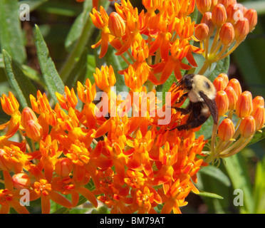 Abeille sur Asclepias tuberosa Banque D'Images