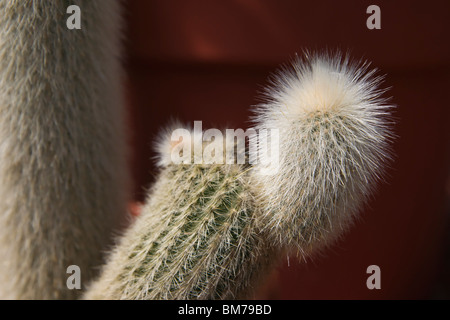 Torche argentée cactus Cleistocactus strausii close-up torche Wooly haute résolution Banque D'Images