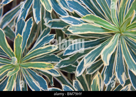 L'euphorbe ésule (Euphorbia panachée) Banque D'Images