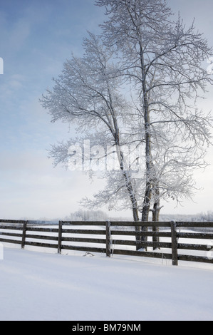 Hiver - clôture et arbre givré Strathcona County (à l'est d'Edmonton, Alberta, Canada) Banque D'Images