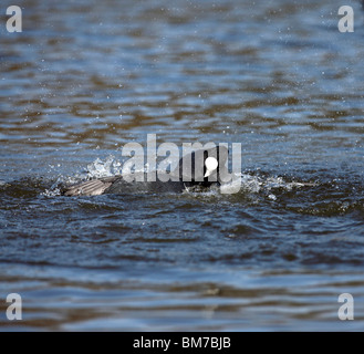 Foulques (Fulica atra) combats dans l'eau Banque D'Images