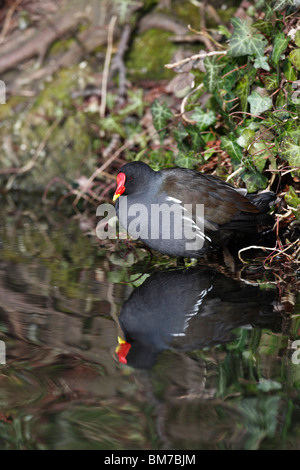 Gallinule poule-d'eau (Gallinula chloropus) debout sur la berge du ruisseau Banque D'Images