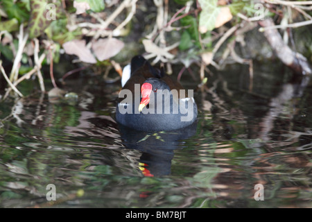 Gallinule poule-d'eau (Gallinula chloropus) natation en petit ruisseau Banque D'Images