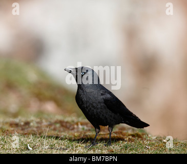 Choucas (Corvus monedula) percher sur falaise Banque D'Images