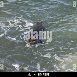 Phoque gris (Halichoerus grypus) natation en mer Banque D'Images