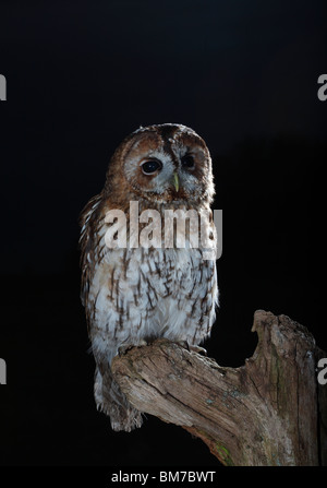 Tawny owl (Strix Aluco enr) perching on stump Banque D'Images