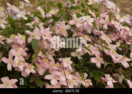 Clematis montana rubens climber Banque D'Images