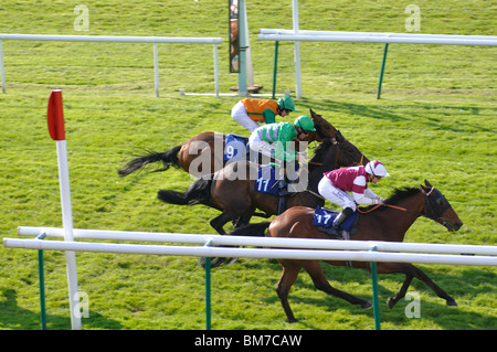 Les chevaux de course de finition sur le plat à la Warwick Races, UK Banque D'Images