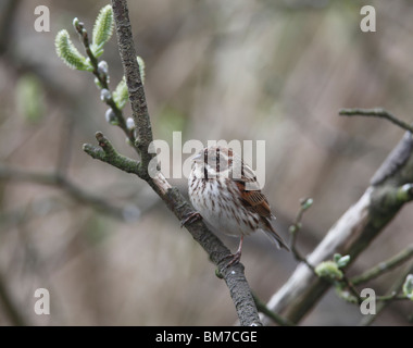 Bruant des roseaux (Emberiza schoeniclus) femmes perching on branch Banque D'Images