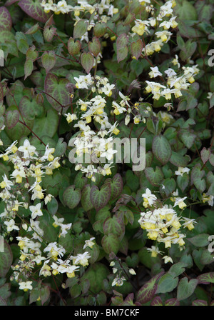 Barrenwort (Epimedium x versicolor sulphureum) plante en fleur Banque D'Images