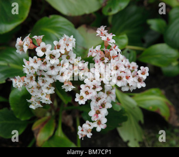 Parthenocissus Bressingham white close up of flowers Banque D'Images