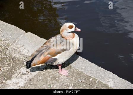 Egyptian goose Alopochen aegyptiacus etherow country park Banque D'Images