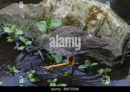 Chevalier arlequin (Tringa totanus) alimentation en eau peu profonde Banque D'Images