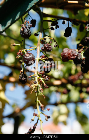 Le séchage du raisin sur une vigne Banque D'Images