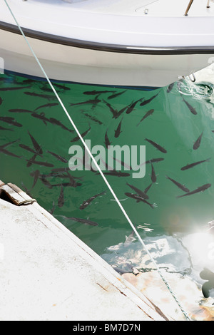 Un banc de poissons nager près d'un bateau amarré Banque D'Images