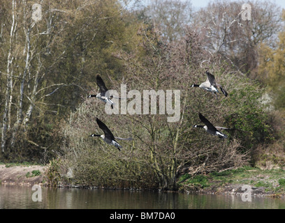 Bernache du Canada (Branta canadensis) troupeau venant en à la terre sur le lac Banque D'Images