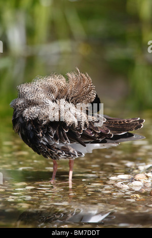 Le Combattant varié (Philomachus pugnax) mâle en plumage nuptial le toilettage Banque D'Images