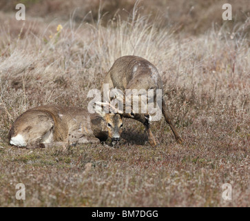 Le chevreuil (Capreolus capreolus) combats de mâles avec bois verrouillé Banque D'Images