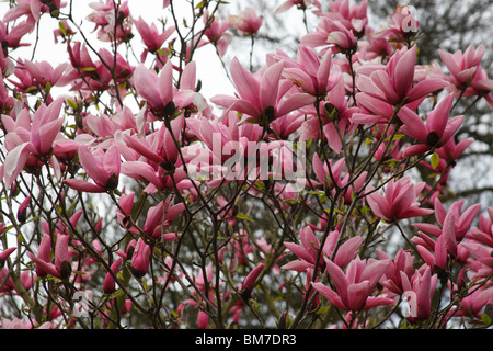 Star wars Magnolia tree in flower Banque D'Images