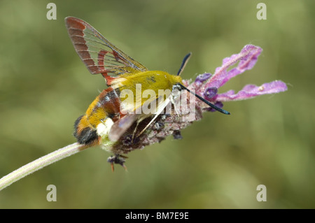 Vaste bordée Bee Hawk-moth (Hemaris fuciformis) sur une fleur de lavande (Lavandula stoechas) Banque D'Images