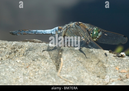 Homme Black-tailed Skimmer (Orthetrum cancellatum) Banque D'Images