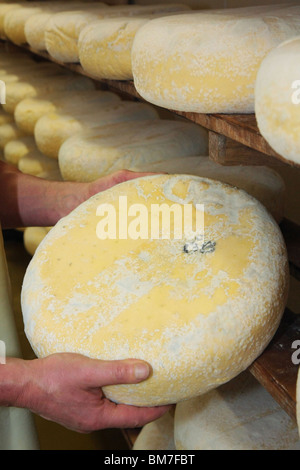 Le fromage, "Bleu de Bresse" Banque D'Images