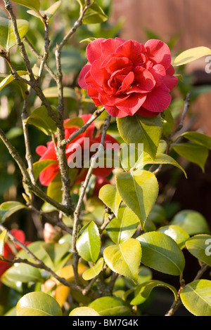 Theaceae Camellia japonica ( ) Banque D'Images