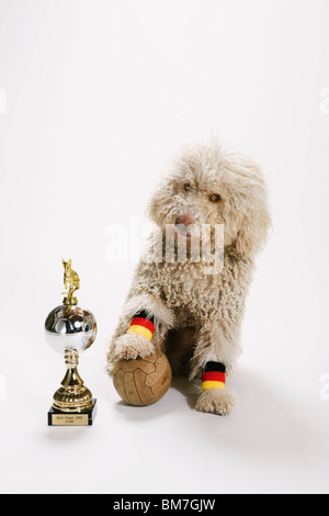 Waterdog un portugais avec son pied sur un ballon de soccer à côté d'un trophée Banque D'Images