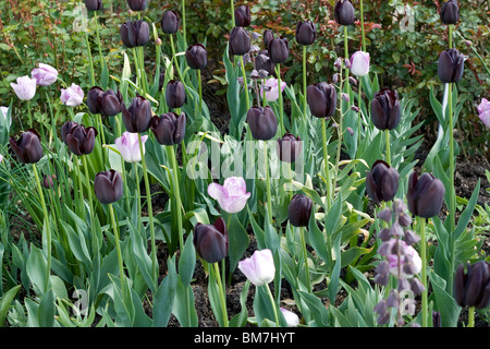 Le noir et blanc tulipes sur Trentham Gardens Banque D'Images